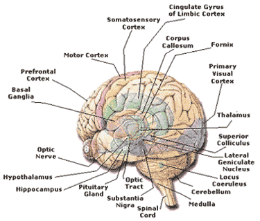 MIND MACHINE PRO BRAIN TUNER SOFTWARE PROGRAM- Bio-feedback Biofeedback